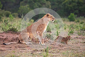 Lioness and a Tiny Cub in Masai Mara