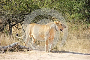 Lioness with a tracking collar around her neck