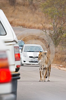 Lioness transports her cub