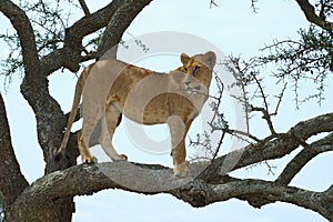 Lioness on a tree