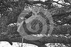 Lioness tree climbing Serengeti - Lion black and white bnw