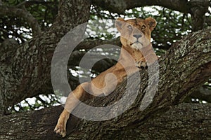 Lioness tree climbing Serengeti - Lion Safari Portrait