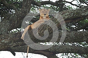 Lioness tree climbing Serengeti - Lion Safari Portrait