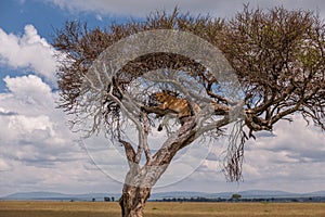 Lioness in Tree, Masai Mara Landscape