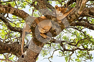 Lioness on the tree in Masai Mara National Reserve, Kenya. Animal wildlife. Safari concept