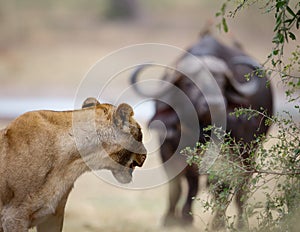 Lioness turns to face an approaching buffalo