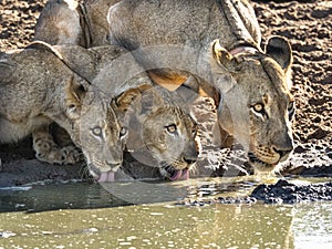 Lioness with two cubs drinking water