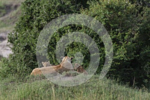 Lioness and two cubs at Masai Mara Game Reserve,Kenya,