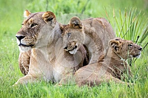 A lioness with two cubs are seen in Okavango Delta Botswana Africa