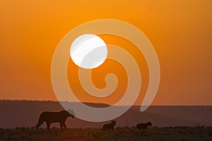 Lioness and two cubs at Sunrise