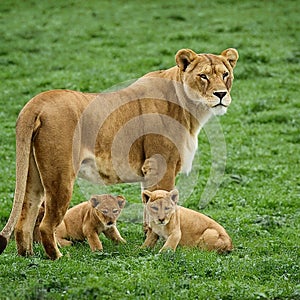 Lioness with two playful cubs in tall grass