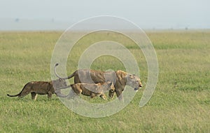 Lioness with two young cubs walking in a grass  from marsh pride seen at Masai Mara, Kenya