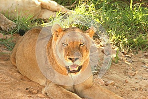 Lioness uncomfortable after meal
