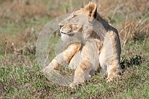 Lioness Up Close in Short Grass