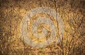 Lioness walking among African savannah shrubs in blurred background. Nambia.