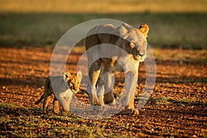 Lioness walking along gravel airstrip by cub