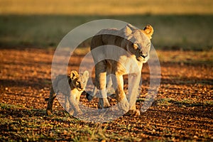 Lioness walking along gravel airstrip beside cub