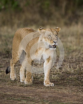 Lioness walking along the road in the national park. Kenya. Tanzania. Maasai Mara. Serengeti.