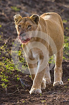 Lioness walking along the road in the national park. Kenya. Tanzania. Maasai Mara. Serengeti.