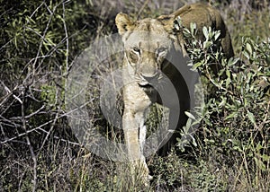 Lioness walking through the bush
