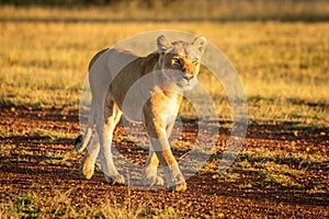 Lioness walking at dawn on gravel airstrip