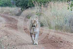 Lioness walking on a dirt road