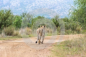 Lioness walking on a dirt road