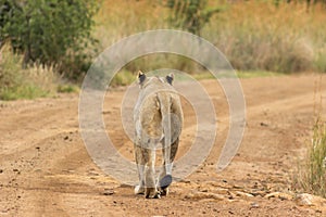 Lioness walking on a dirt road