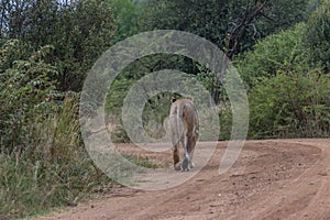 Lioness walking on a dirt road