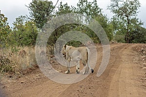 Lioness walking on a dirt road