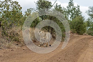 Lioness walking on a dirt road