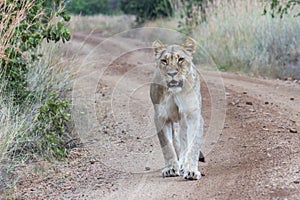 Lioness walking on a dirt road