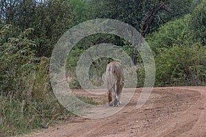 Lioness walking on a dirt road