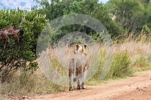 Lioness walking on a dirt road