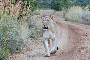 Lioness walking on a dirt road