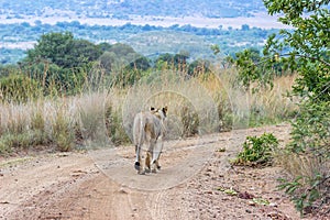 Lioness walking on a dirt road