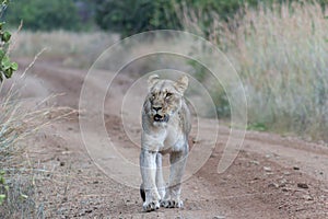 Lioness walking on a dirt road