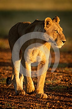 Lioness walking down airstrip in dawn light