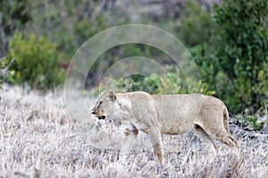 Lioness walking on the dry yellow grass in Lewa Wildlife Conservancy, Kenya