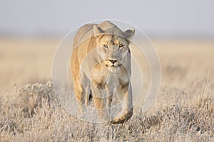 Lioness walking in grass