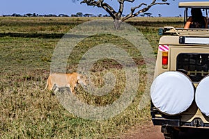 Lioness walking in a grass near safari vehicle suv. Serengeti national park, Tanzania