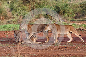 Lioness walking with her playful cub