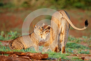 Lioness walking with her playful cub