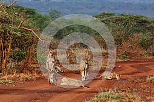 Lioness walking with her playful cub