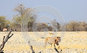 Lioness walking with jackal and oryx in the distance