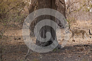 Lioness walking near trees in the distance