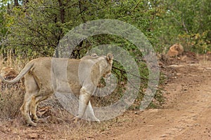 Lioness walking out of the bush onto a dirt road