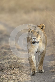 Lioness walking on road, Masaimara, Africa