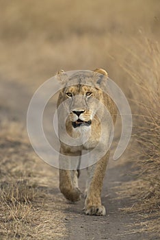 Lioness walking on a safaroi Trail at Masai Mara