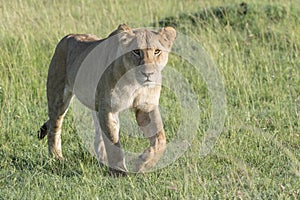 Lioness walking on savannah looking at camera